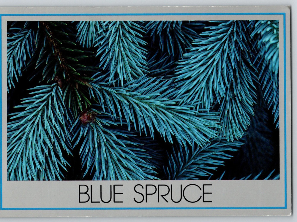 Blue Spruce Tree Bough Christmas Tree Unposted Continental Postcard