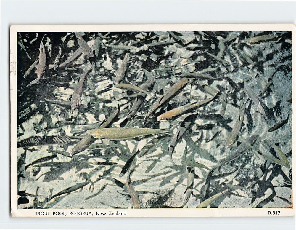 Postcard Trout Pool Rotorua NZ