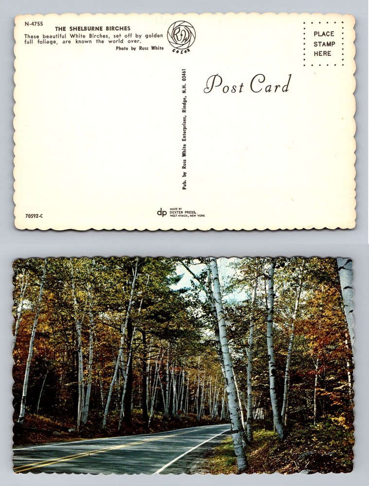 NH-New Hampshire, Shelburne Birches Autumn White Birch Forest Vintage Postcard