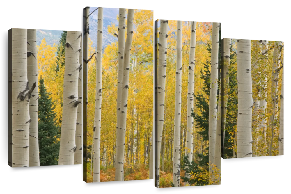 Elk Mountain Aspen Trees Wall Art