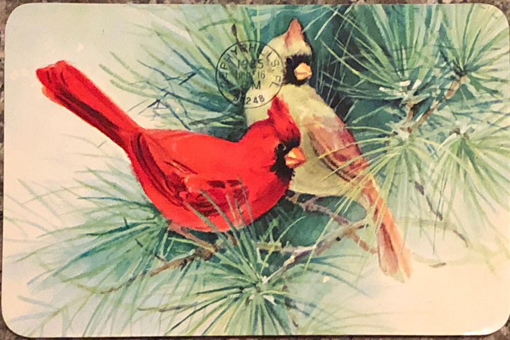 Christmas Greetings Postcard Birds Tree Pine Needles Cardinal VTG 1980s Posted