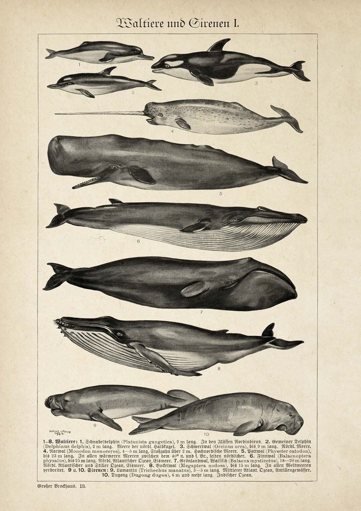 Antique Whales Chart Vintage Wall Decor Poster for Home