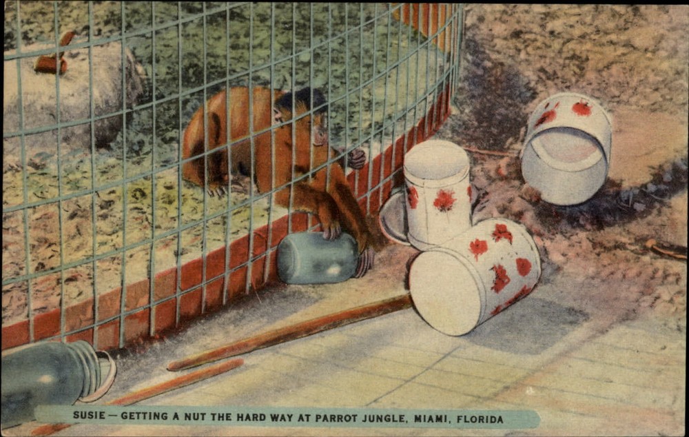 Susie Capuchine monkey Parrot Jungle Miami Florida ~ 1940s linen postcard