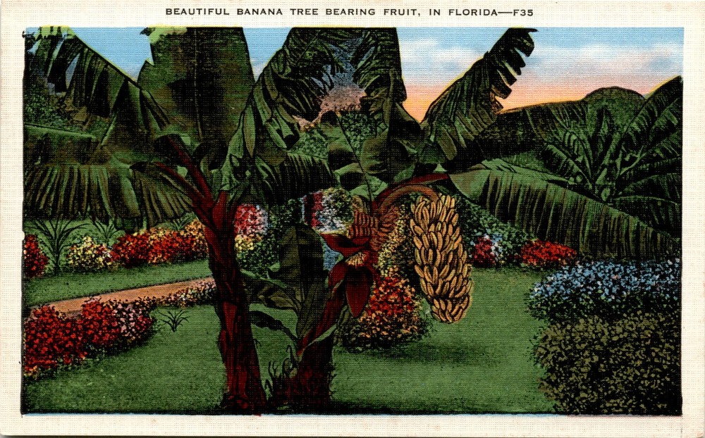 Florida, Royal Palms, Bamboo trees, Coconut Palms, Date Palms, Rubber Postcard