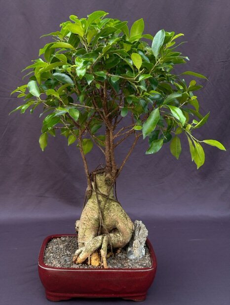 Ficus Bonsai Tree Live Ginseng Indoor Banyan Fig Housplant Ficus Retusa 25