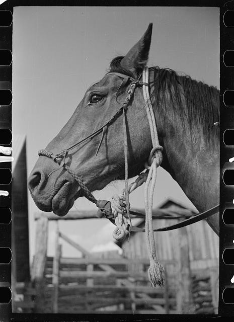 Photo:Hackamore on horse, Quarter Circle U Ranch, Big Horn County, Montana