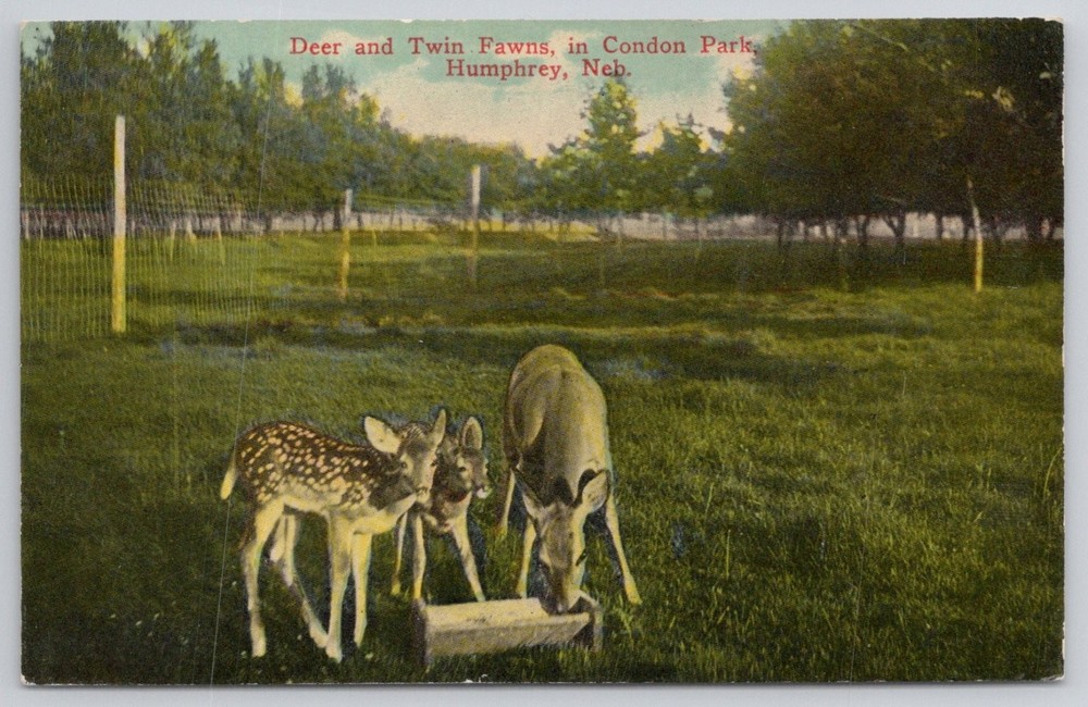 Deer & Twin Fawns Condon Park Humphrey Nebraska Lithochrome Postcard c1910s