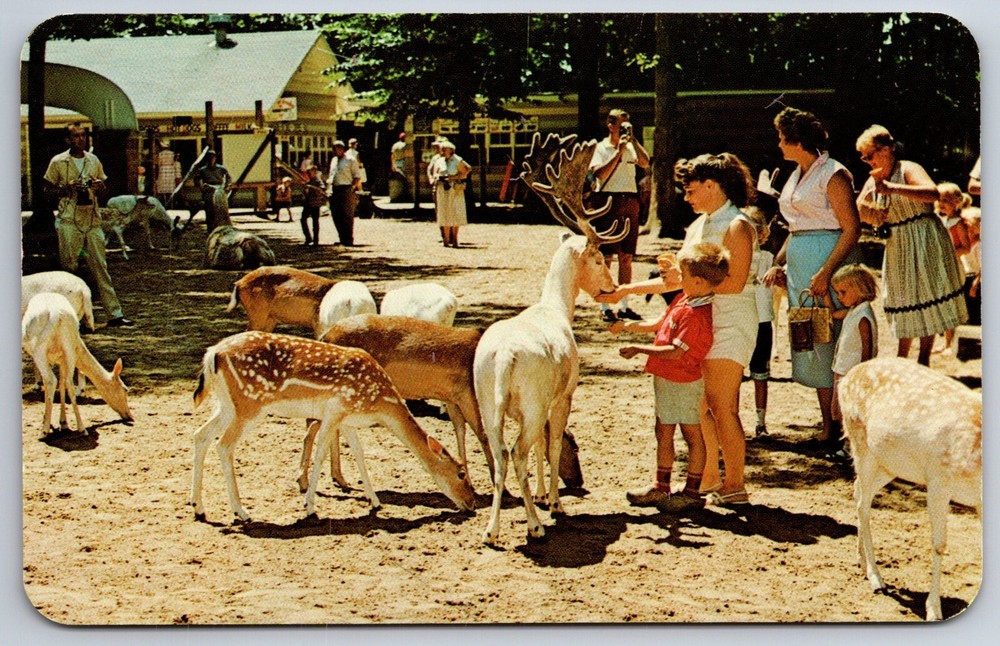 Animals~Coloma Michigan~Deer Forest Feeding Area @ Paw Lake~Vintage Postcard