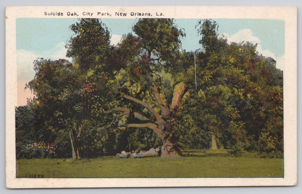 Suicide Oak City Park New Orleans LA Postcard C. B. Mason Historic Tree