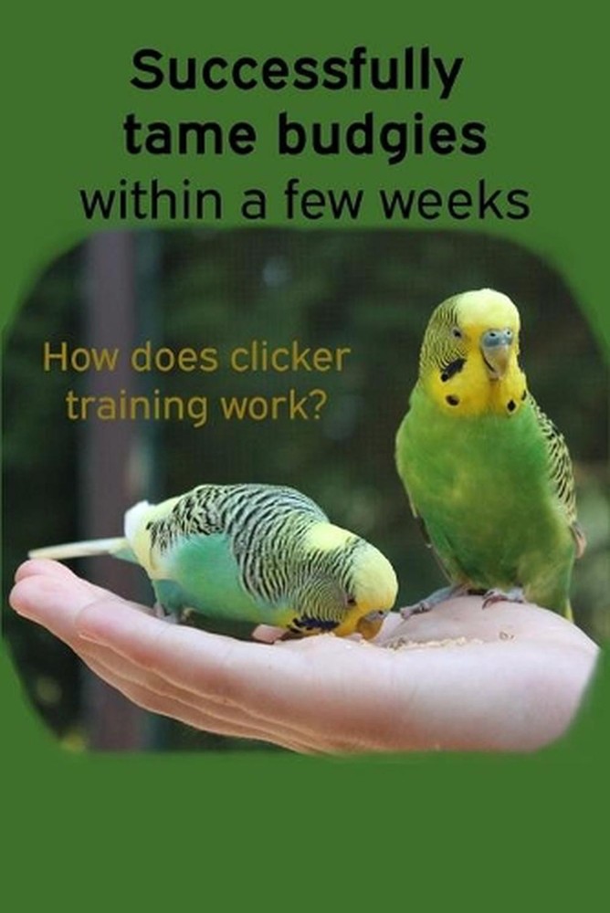 Successfully tame budgies within a few weeks: How does clicker training birds wi