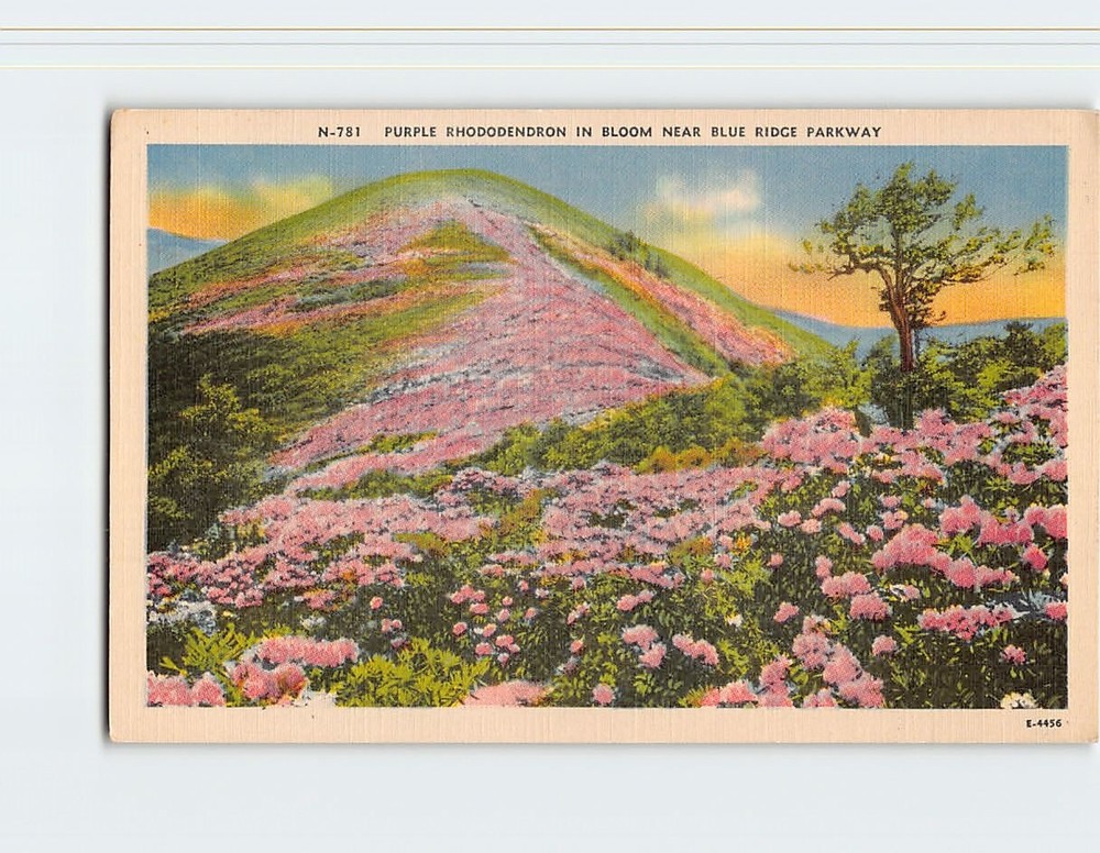 Postcard Purple Rhododendron in bloom near Blue Ridge Parkway USA