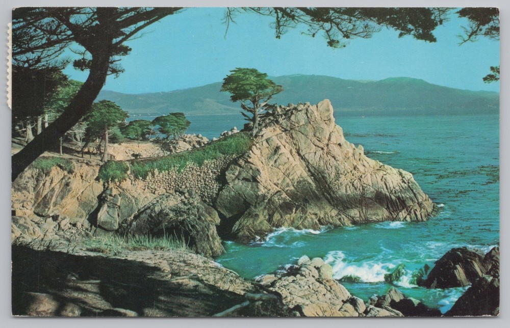 State View~California~Carmel Bay~Monterey Cypress Tress~Vintage Postcard