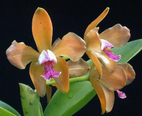 Beautiful Rare Cattleya Porphyroglossa Fragrant Orchid Species