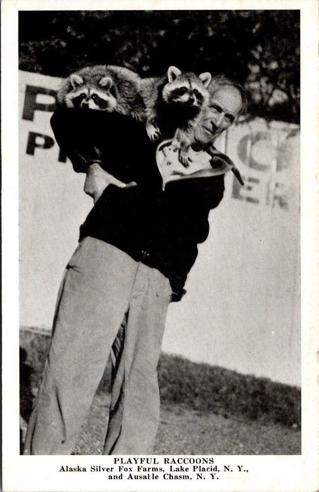 PLAYFUL RACCOONS Alaska Silver Fox Farms Lake Placid NY Vintage Postcard RPPC
