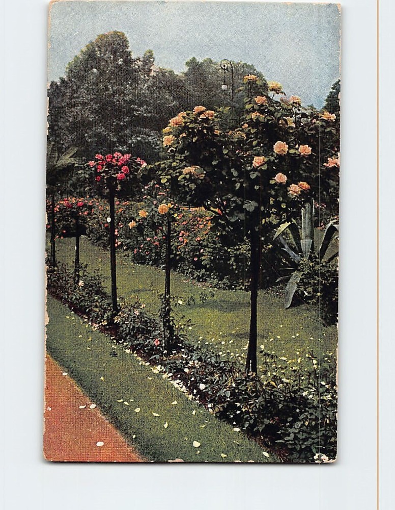 Postcard Garden Trees Flowers Nature Landscape Scenery