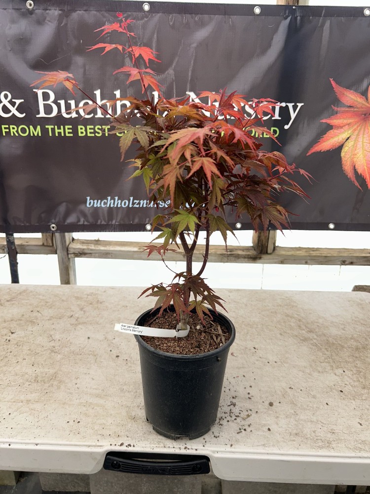 Acer palmatum ‘Lincoln’s Memory’ Rare Japanese Maple 1 Gallon-image