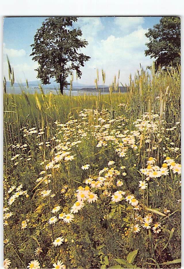 Postcard Oxeye Daisies Flower Field