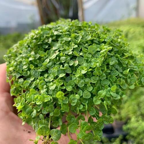 CHUXAY GARDEN Corsican Mint Seed 1000 Seeds Mentha Requienii Plant Edible Sea...