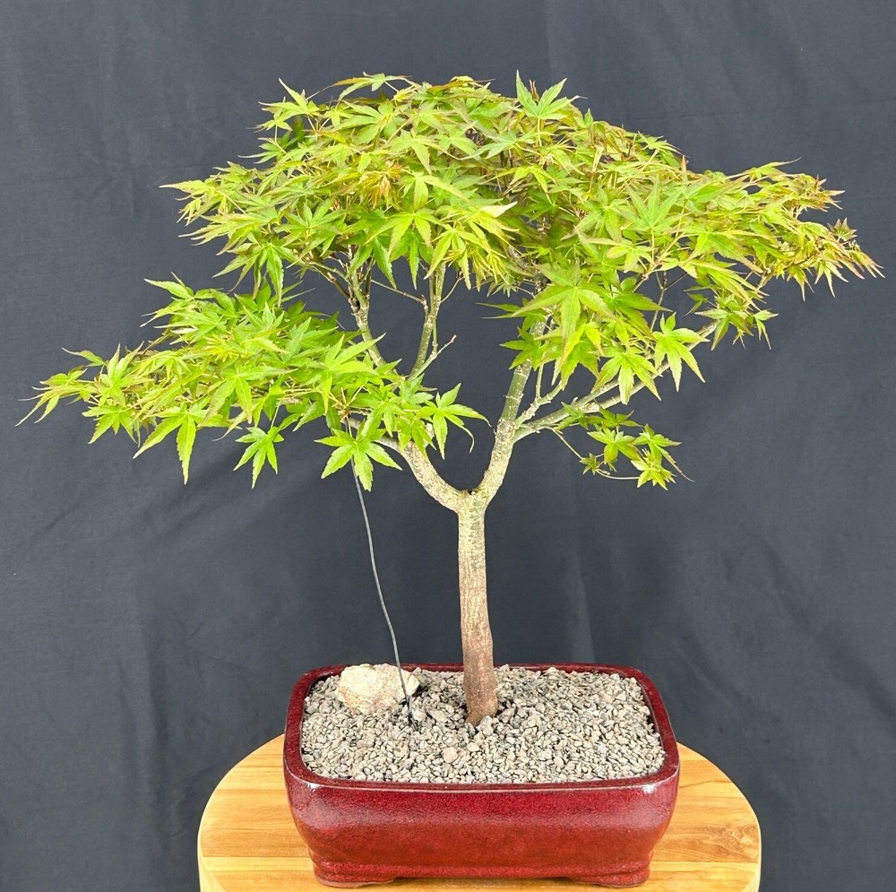 Trained Japanese Green Maple Bonsai Tree 17in Outdoor Acer Palmatum Live Plant-image