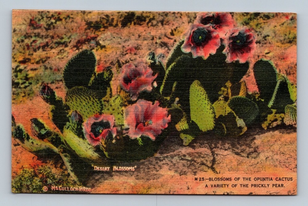 Vintage Linen Postcard Blossoms of Opuntia Cactus Prickly Pear