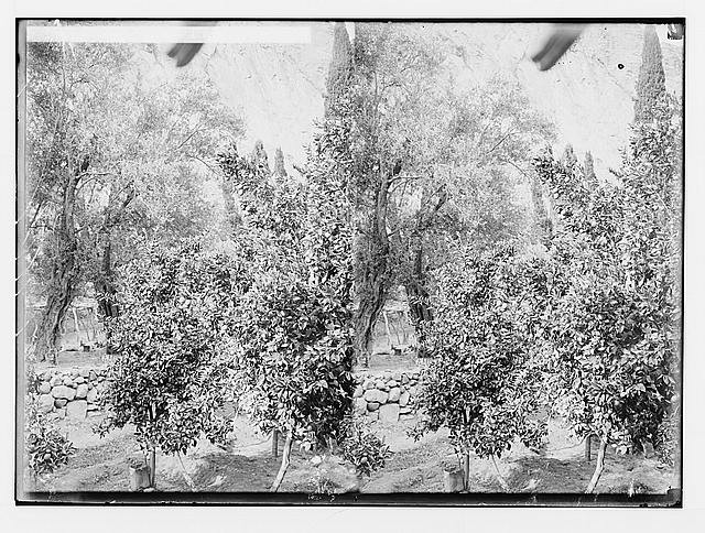 Sinai Egypt 1900s Monastery of St Catherine Garden Orange Olive Trees