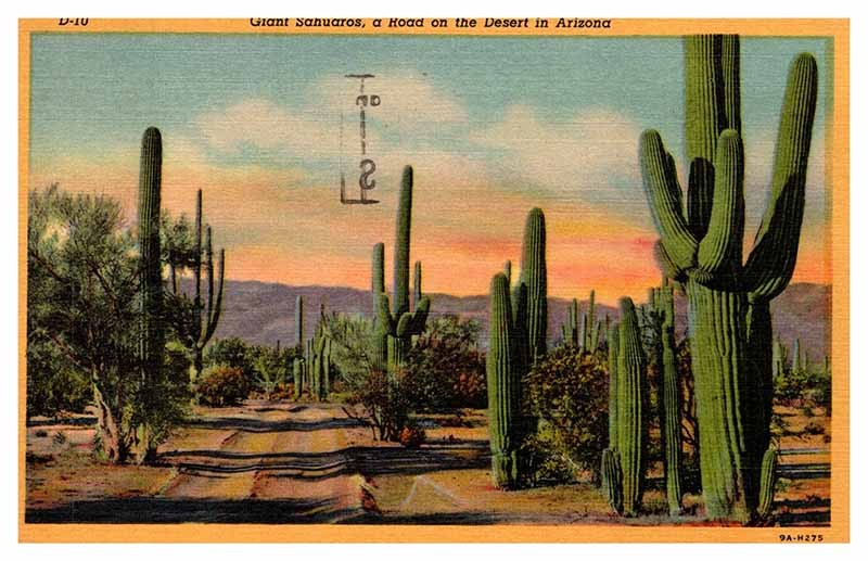 Postcard NATURE SCENE Phoenix Arizona AZ m/09 AP4277
