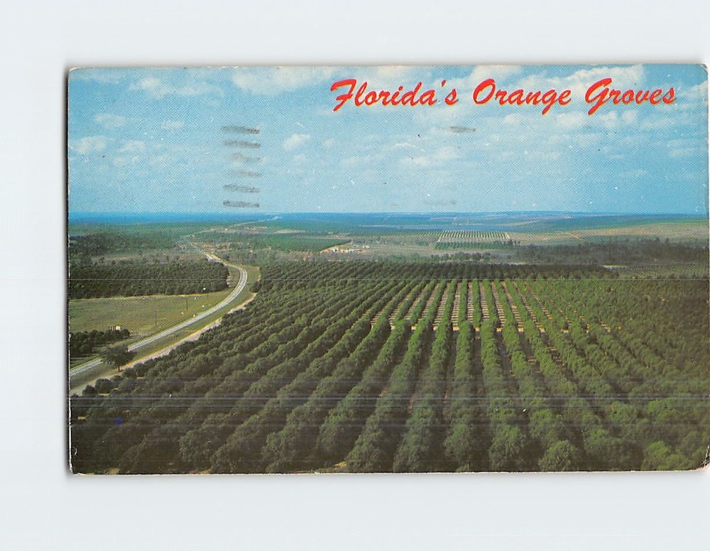 Postcard Floridas Orange Groves Clermont Florida USA