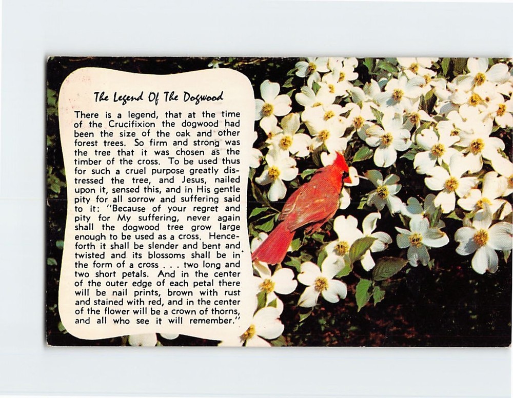 Postcard The Legend of the Dogwood