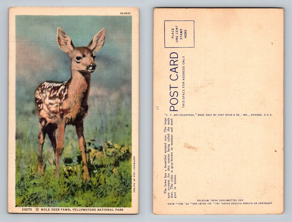 Yellowstone, WY-Wyoming, Mule Deer Fawn Park Wildlife Vintage Postcard