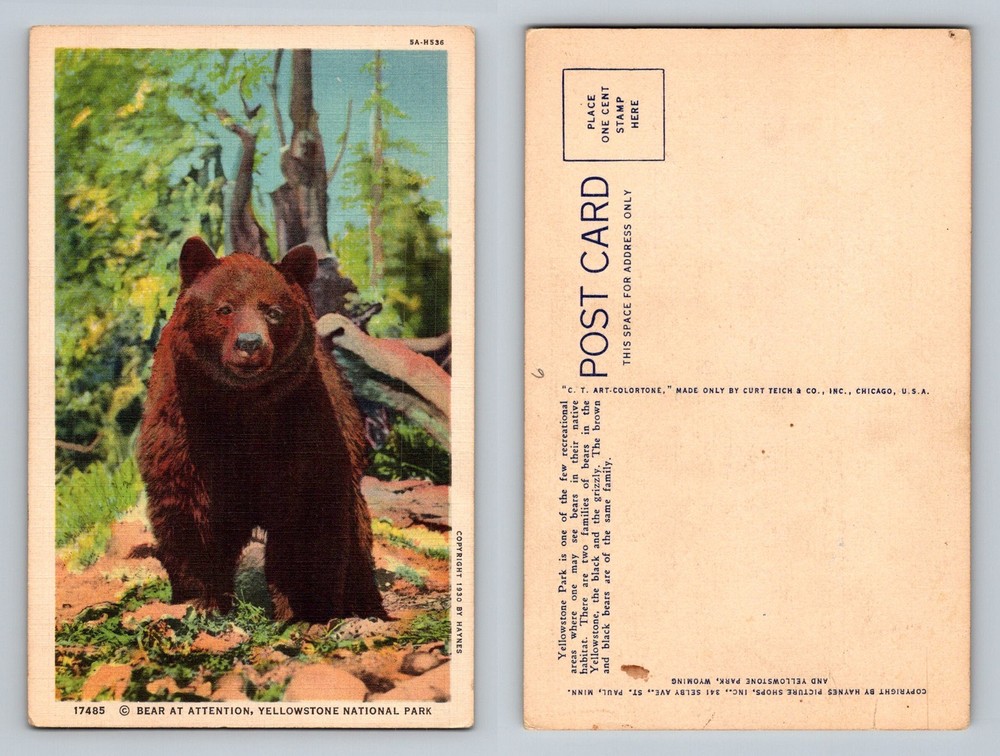 Yellowstone, WY-Wyoming, Bear at Attention Forest Scene Vintage Postcard