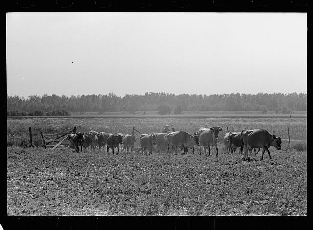 Photo:Wabash Farms Indiana 1938 Cows Pasture Herd Driving Photo
