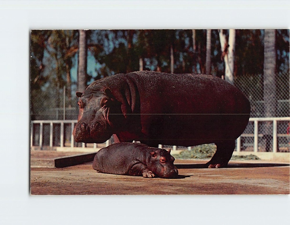 Postcard Mother & Young Hippopotamus San Diego Zoo California USA