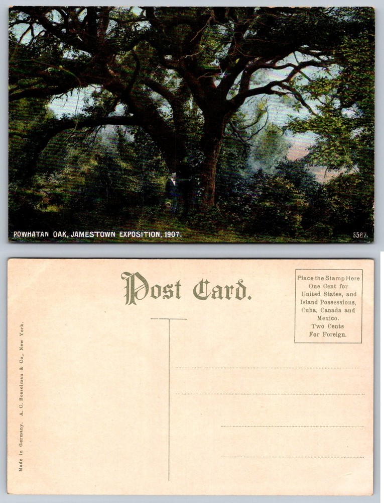 Powhatan Oak Jamestown Exposition 1907 Postcard A. C. Bosselman