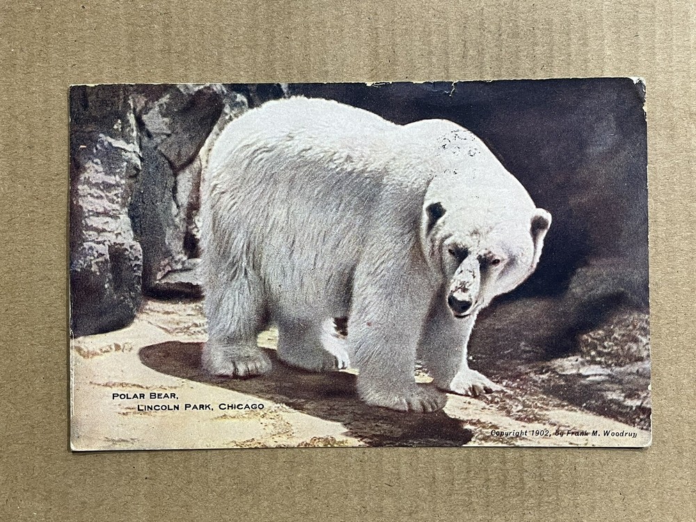 Postcard Chicago Illinois Polar Bear Lincoln Park, Zoo Vintage Animal 1912 PC