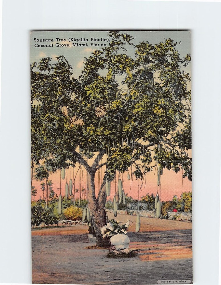 Postcard Sausage Tree Coconut Grove Miami Florida USA
