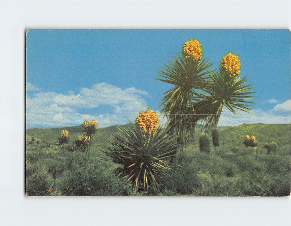 Postcard Desert Yucca in Full Bloom