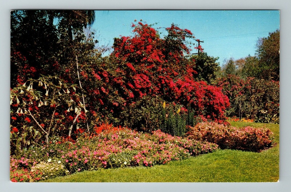St Petersburg FL-Florida, Sunken Gardens, Flowers, Vintage Postcard