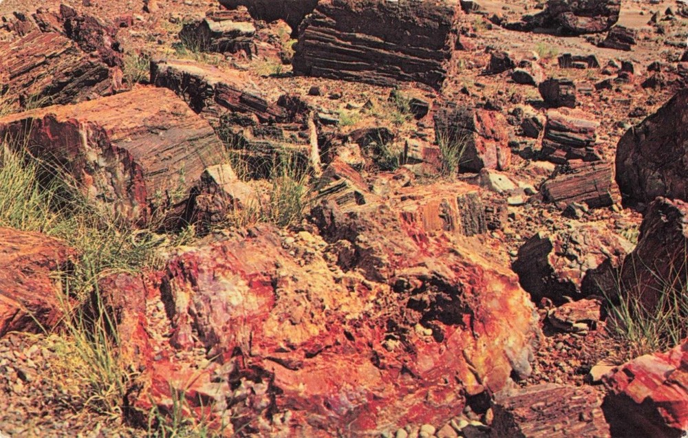 Holbrook Arizona, Petrified Forest National Park, Vintage Postcard