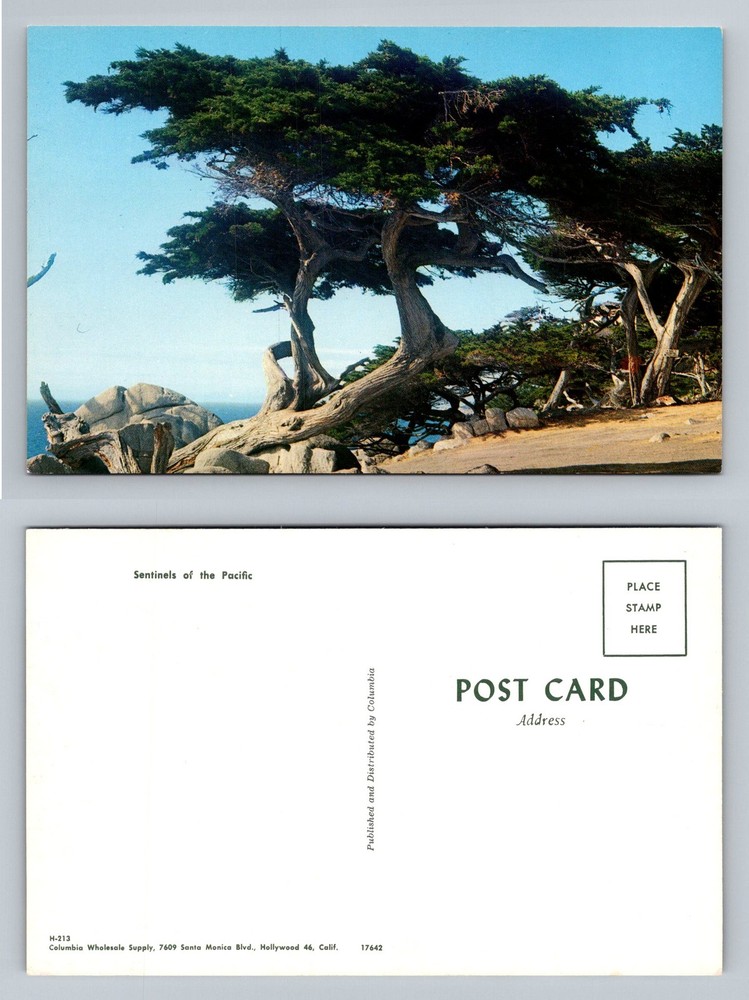 Monterey, CA-California, Sentinels Of The Pacific Cypress Trees Vintage Postcard