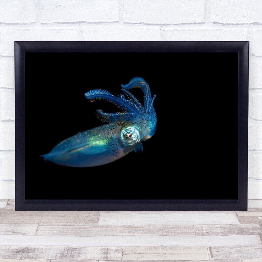 Macro Underwater Squid Sea Ocean Lembeh Dark Blue Low-Key Wall Art Print