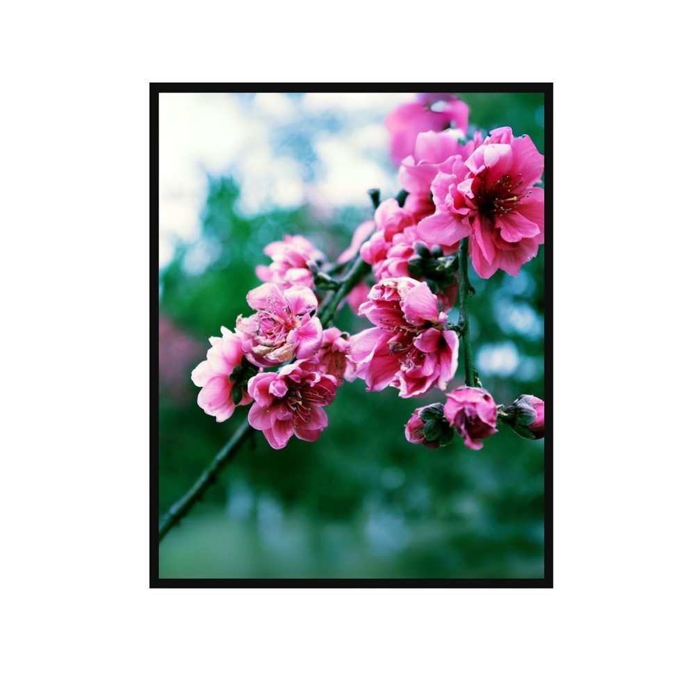 Peach Blossom Wall Art Poster – Botanical Floral Print for Home Décor Unframed