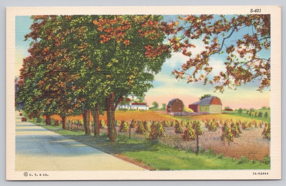 Vintage Curteich Linen Postcard Rural Farm Scene with Barns