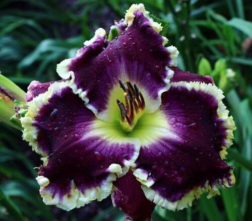 Pretty  Day lily Imported Flower Bulbs Purple Pack of 2 bulbs