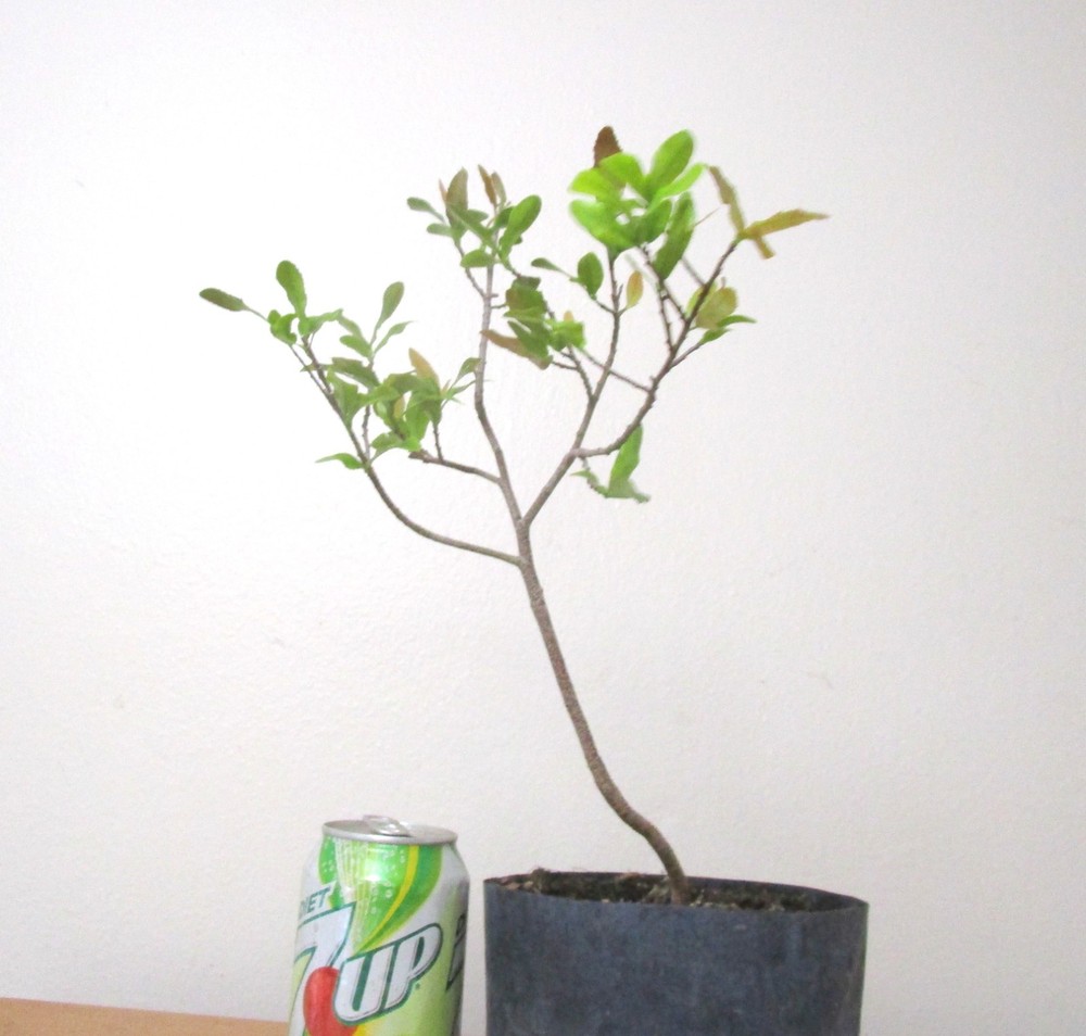 Mickey Mouse plant for unique flowering mame shohin bonsai tree
