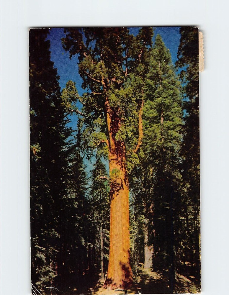 Postcard General Sherman Tree in Giant Forest Sequoia National Park California