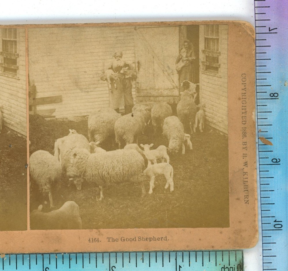 The Good Shepherd Sheep Animals Kilburn  Stereoview