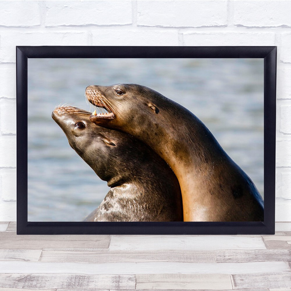 Physical Affection Love Seals Together Wall Art Print