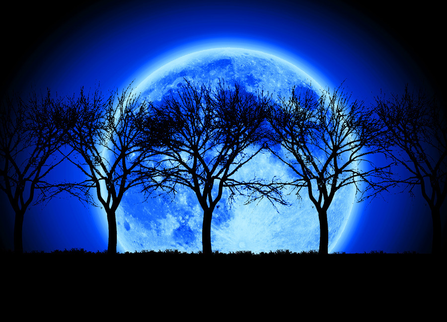 Sunset Blue Moon Tree forest silhouette *FRAMED* CANVAS ART  18x12
