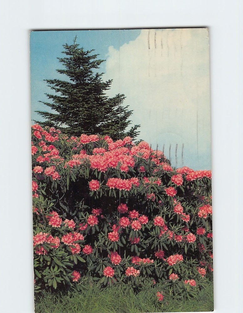 Postcard Purple Rhododendron in Full Bloom