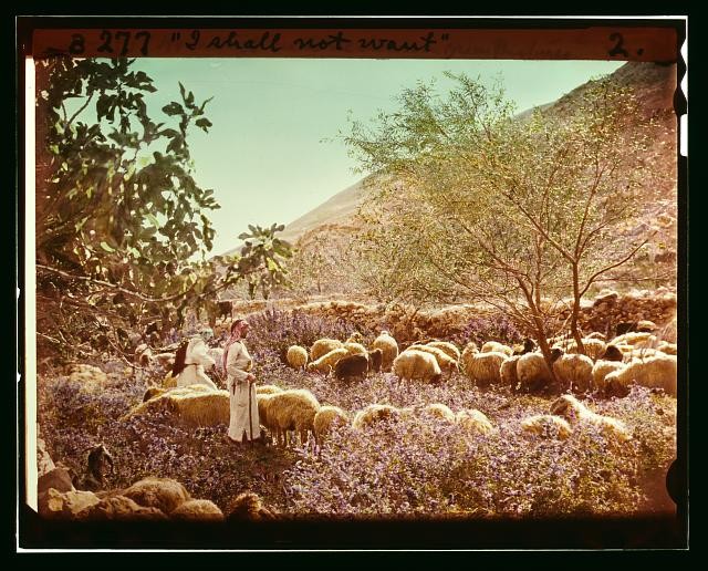 Photo:Shepherd Life Psalm 23 Sheep Valley 1900s Select Slides Set of 13